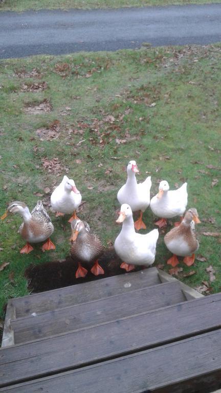 Hebergement Dans Un Domaine A Litteau エクステリア 写真
